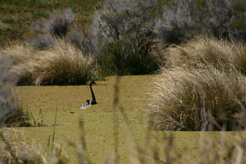 Cloudy Bay Beach House - Lismore Accommodation 15