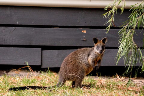 BIG4 Ingenia Holidays Phillip Island - Lismore Accommodation 13