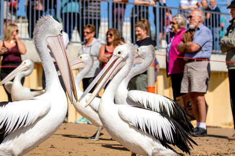 BIG4 Ingenia Holidays Phillip Island - Lismore Accommodation 17