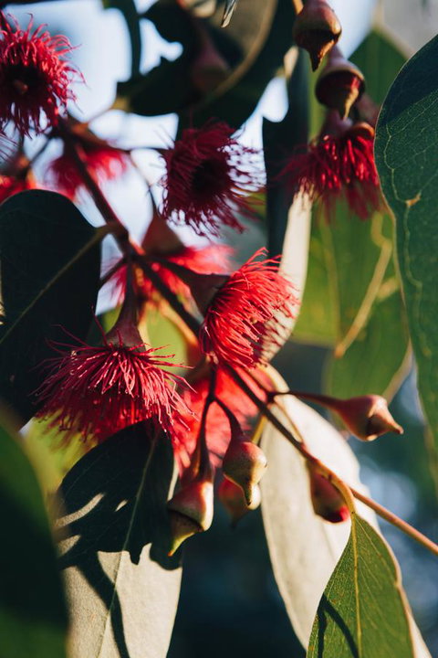 Dunkeld Studio Accommodation - Lismore Accommodation 20