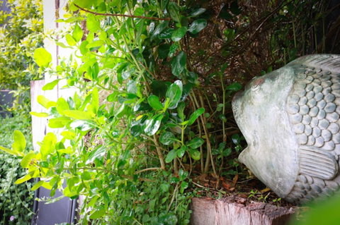 Capella Villa No. 4 - Stunning Luxury Decor Inside And Out - Lismore Accommodation 15