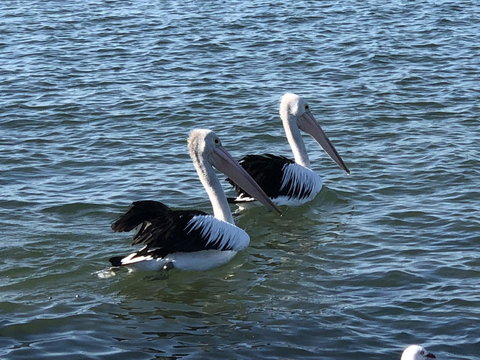 Apartments In Phillip Island Towers - Block C - Lismore Accommodation 37