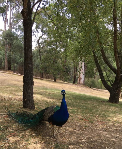 Daydream Cottage - Lismore Accommodation 23