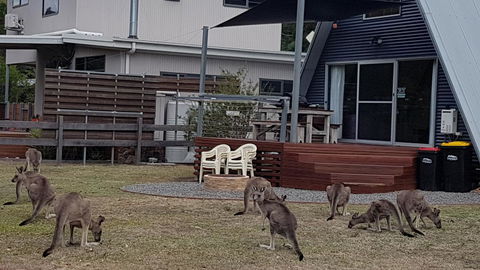 The A-Frame - Lismore Accommodation 3