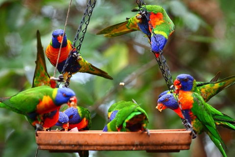 Thala Beach Nature Reserve - Lismore Accommodation 43