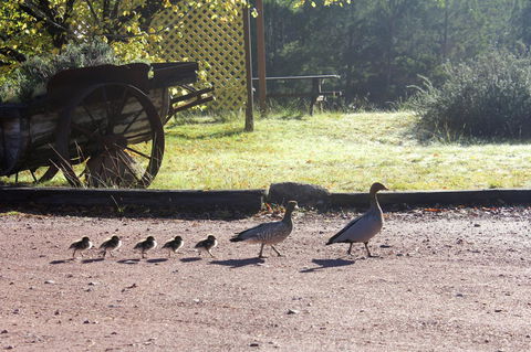 Granite Belt Retreat And Brewery - Lismore Accommodation 22