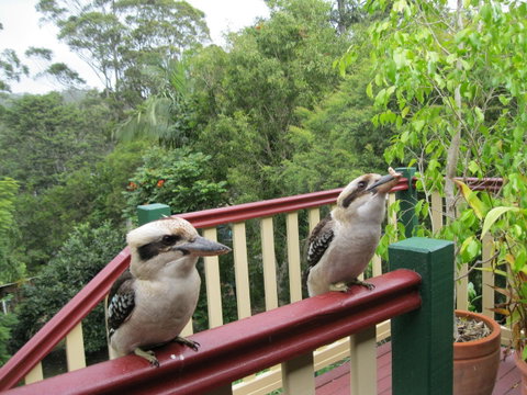 Shasta Place - Lismore Accommodation 12