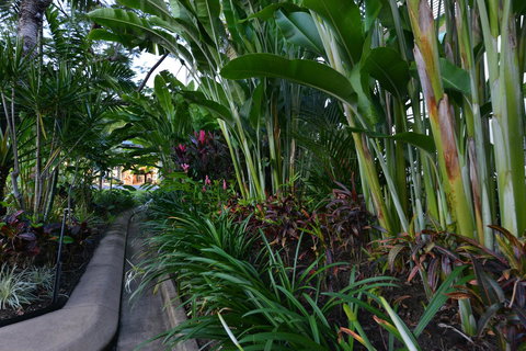 Port Douglas Apartments - Adults Only Oasis - Lismore Accommodation 9