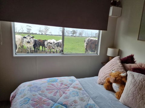 Farmstay@Morgans - Lismore Accommodation 3