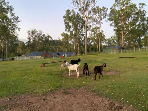 Gemmas Animal Farm By Tiny Away - Lismore Accommodation 2