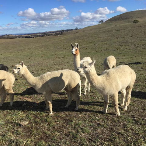 GOULBURN ALPACA FARM STAY - Lismore Accommodation 0