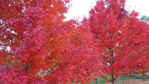 HEALESVILLE GETAWAY - Lismore Accommodation 0