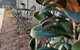 Magnolia Little Gem - thumb 0