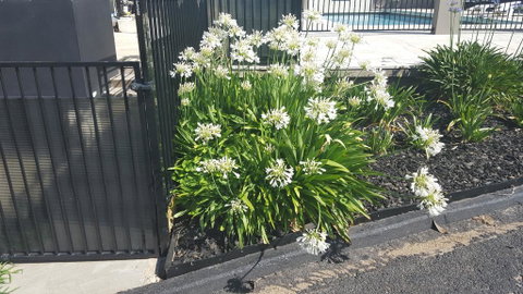 Bathurst Gold Panner - Lismore Accommodation 1
