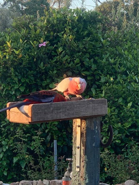 Rose Cottage - Lismore Accommodation 1