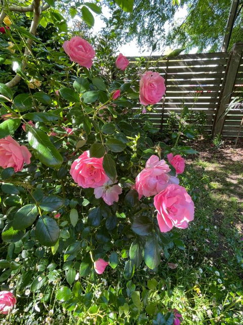 Rosehaven On Rosebud - Lismore Accommodation 1