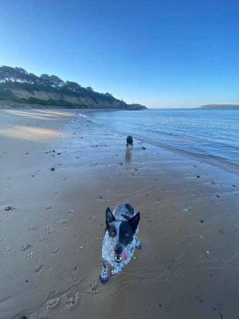 Salty Paws Dog Friendly Luxe Cottage - Lismore Accommodation 3