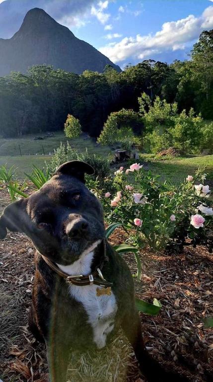 Sunshine Coast Farm Stay - Lismore Accommodation 1