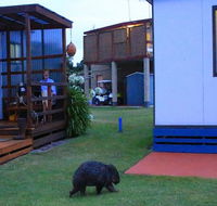 BIG4 Kelso Sands Holiday  Native Wildlife Park - Lismore Accommodation