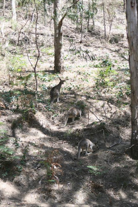 Blue Mountains Backpacker Hostel - Lismore Accommodation 3