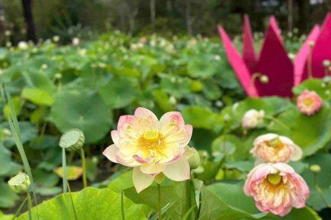 Tiny House At Gilderoy Valley Views - Lismore Accommodation 2