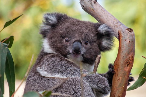 Great Ocean Road Tour With Lunch - Lismore Accommodation 5