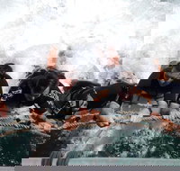 Cruise in Moreton Bay Marine Park and Moreton Island - Lismore Accommodation