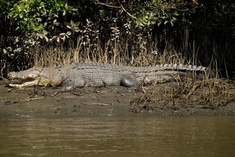 5-Day Best Of Cairns With Daintree, Kuranda, And Great Barrier Reef - Lismore Accommodation 5