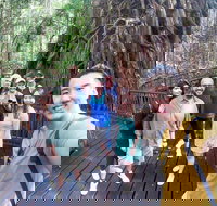 Cairns 4WD Waterfall and Rainforest Tour Including Kuranda Scenic Railway - Lismore Accommodation