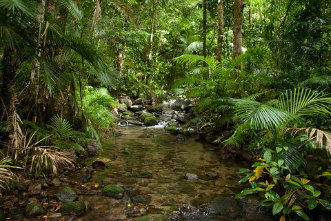 Cairns Reef And Rainforest Combo: Daintree Rainforest And The Great Barrier Reef - Lismore Accommodation 1
