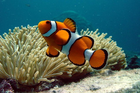 Cairns Reef And Rainforest Combo: Daintree Rainforest And The Great Barrier Reef - Lismore Accommodation 2