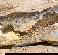 4-Day Cairns Ultimate Combo Daintree Rainforest Reef Kuranda  Paronella Park - Lismore Accommodation