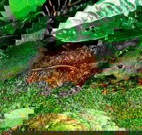 3-Day Small-Group Tour of North Queensland with Pick Up - Lismore Accommodation