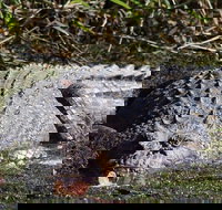 Full Day Tour in the Daintree - Lismore Accommodation