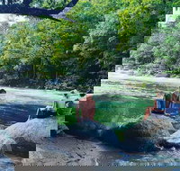 Afternoon Half-Day Daintree Rainforest and River Tour - Lismore Accommodation