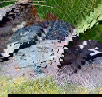 Private Blue Mountains Tour with Kangaroo and Koala Experience - Lismore Accommodation