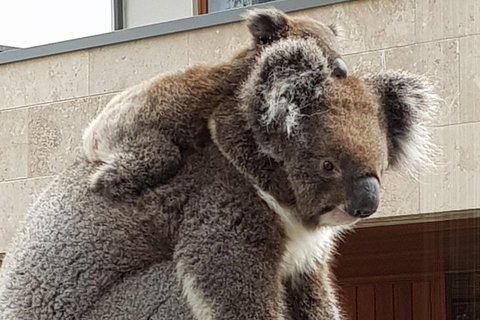 Adelaide Shore Excursion: Adelaide City Tour By Private Limo - Lismore Accommodation 4