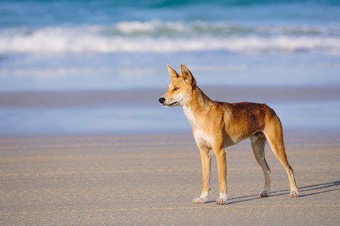 Fraser Island 4WD Tour From Rainbow Beach - Lismore Accommodation 2