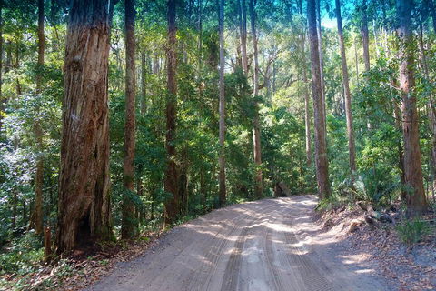Fraser Island 4WD Tour From Rainbow Beach - Lismore Accommodation 4