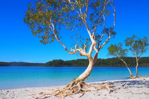 Fraser Island 4WD Tour From Rainbow Beach - Lismore Accommodation 5