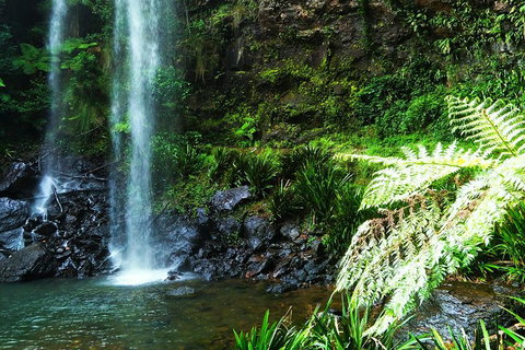 Private Tour - Rainforest & Waterfalls Extravaganza - Lismore Accommodation 1