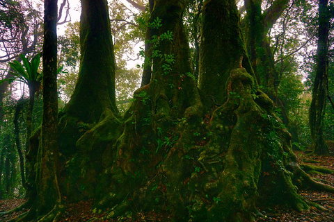 Private Tour - Rainforest & Waterfalls Extravaganza - Lismore Accommodation 5