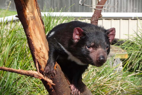 6-Day Tasmania Small-Group Guided Tour With Gourmet Food - Lismore Accommodation 1