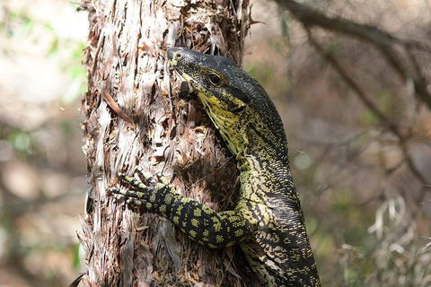 Byron Bay Hinterland Tour Including Rainforest Walk To Minyon Falls - Lismore Accommodation 1