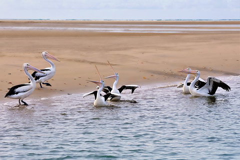 Town Of 1770 Afternoon Cruise - Lismore Accommodation 4