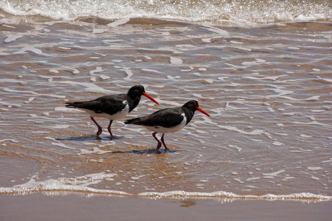 1770 Coastline Tour By LARC Amphibious Vehicle Including Picnic Lunch - Lismore Accommodation 2