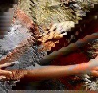 Ngana Julaymba Dungay - Full Day - Lismore Accommodation