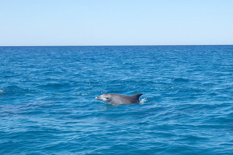 Noosa Wild Dolphin Safari - Lismore Accommodation 1