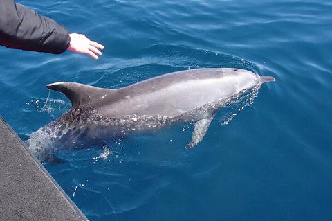 Noosa Wild Dolphin Safari - Lismore Accommodation 2