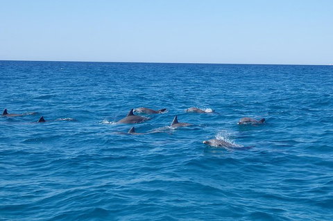 Noosa Wild Dolphin Safari - Lismore Accommodation 3